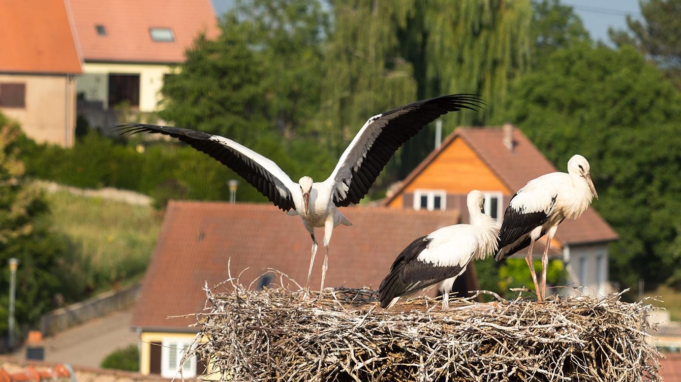 Cigognes au Nid